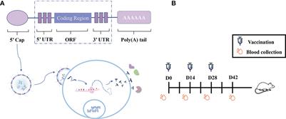 Immunization with a novel mRNA vaccine, TGGT1_216200 mRNA-LNP, prolongs survival time in BALB/c mice against acute toxoplasmosis